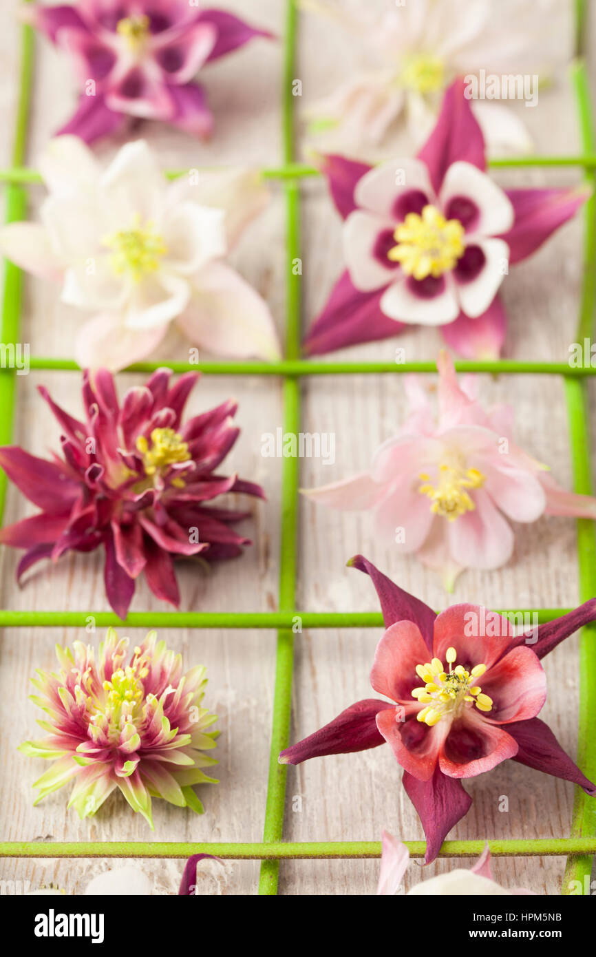Pink Aquilegia Flower Heads Arranged in a Grid Stock Photo