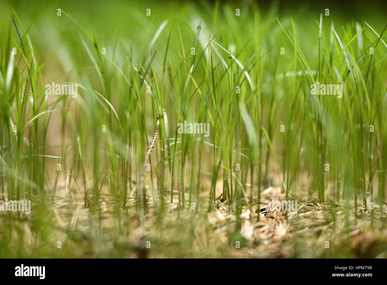 Light green spring new grass hi-res stock photography and images - Alamy