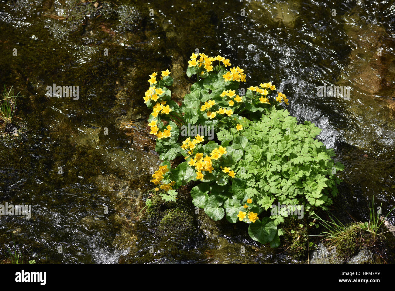 Yellow wildflowers living near a river Stock Photo Alamy