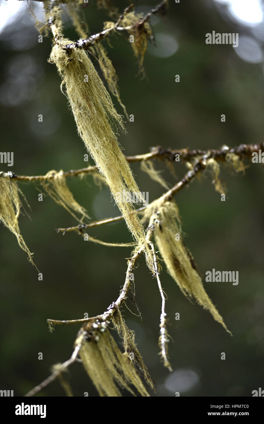 Usnea barbata, old man's beard hanging on a fir tree branch Stock Photo