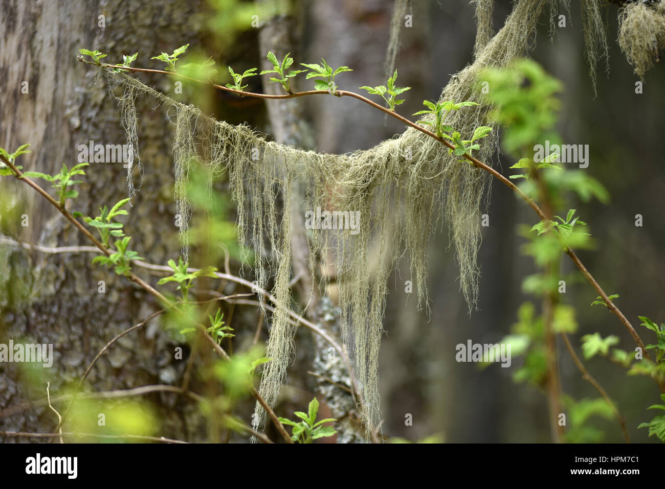 Usnea barbata, old man's beard fungus on a pine tree branch Stock Photo