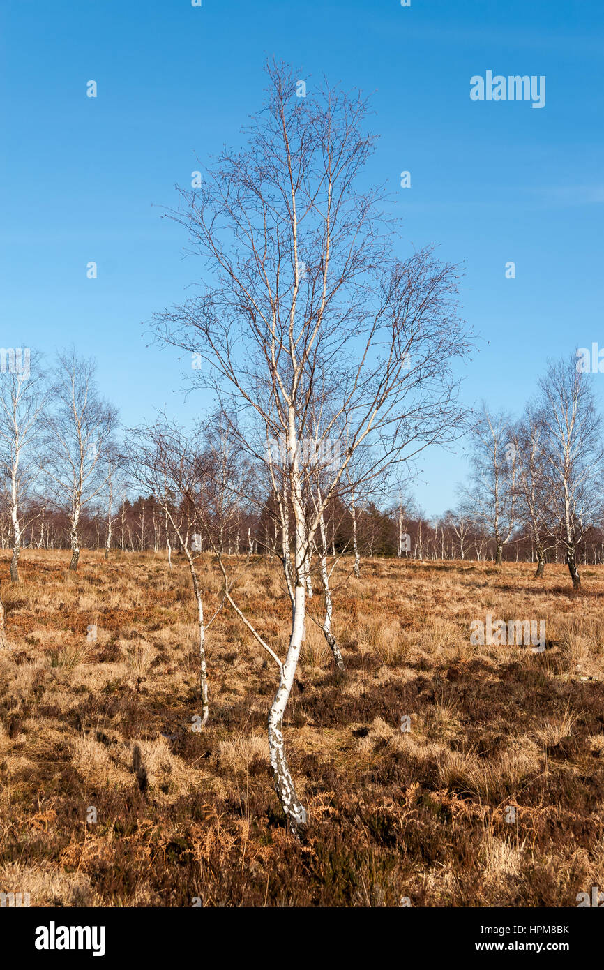 White birches against blue sky. Struffelt (Hautes Fagnes, Hoge Venen, High Vens), Germany - Rott, Eifel, MRW, North Rhine Westphalia, Germany, Europe Stock Photo