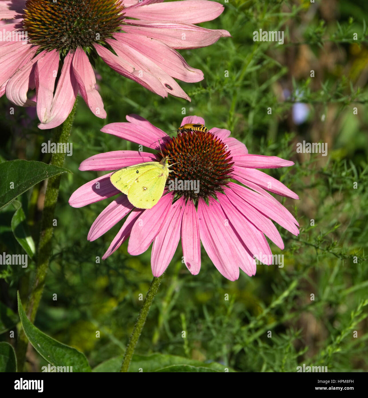 Common Sulfur Butterfly, Colias philodice and Goldenrod Soldier Beetle, Chauliognathus pennsylvanicus on Purple Coneflower Stock Photo