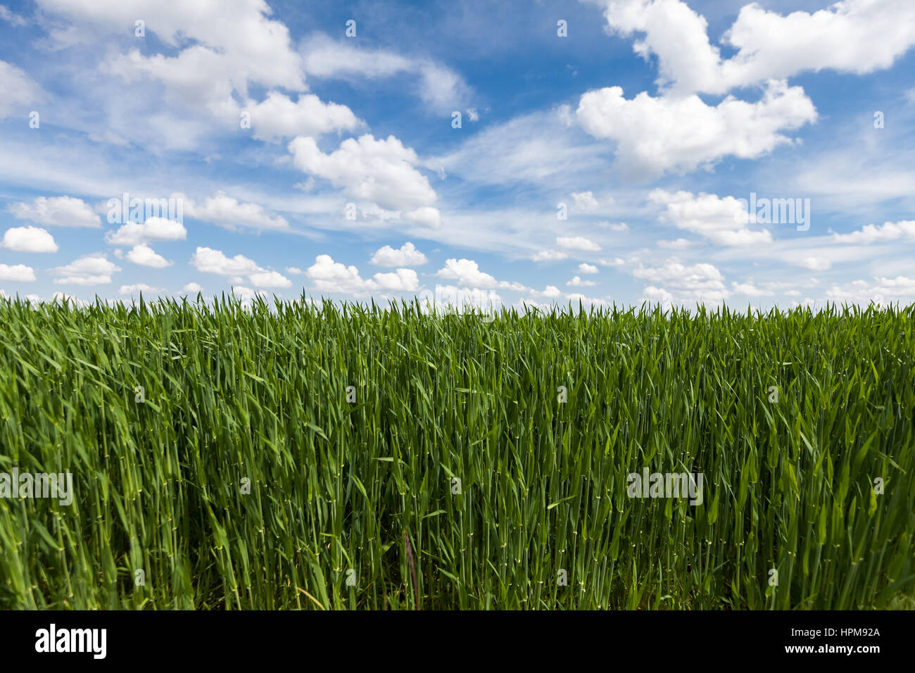 Backdrop Of Green Wheat Ears Field On Cloudy Blue Sky Background ...