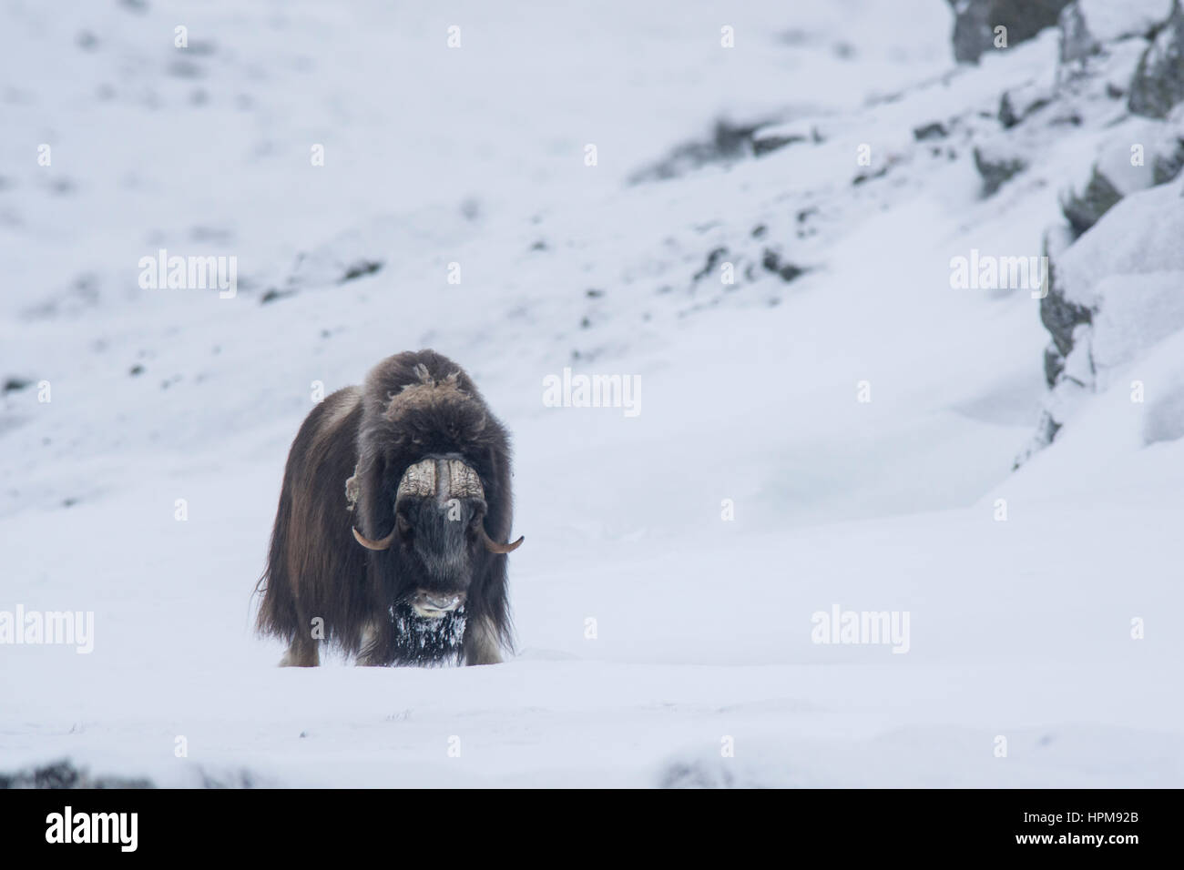 Un Boeuf Musque Male De Face Dans La Neige Ovibos Moschatus Stock Photo Alamy Un Boeuf Musque Male De Face Dans La Neige Ovibos Moschatus Stock Photo Alamy