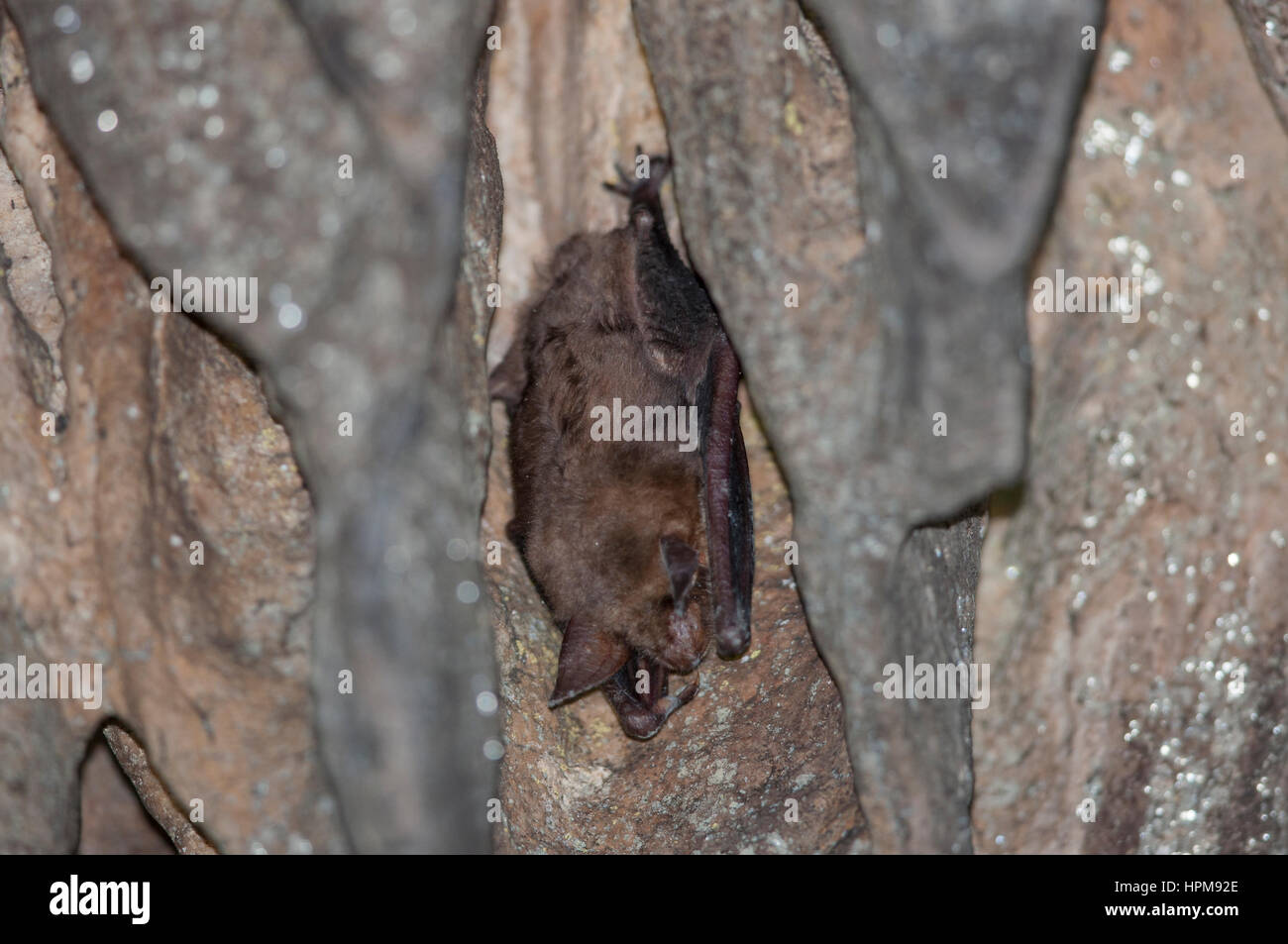 A greater mouseeared bat in hibernation in a cave Stock Photo Alamy
