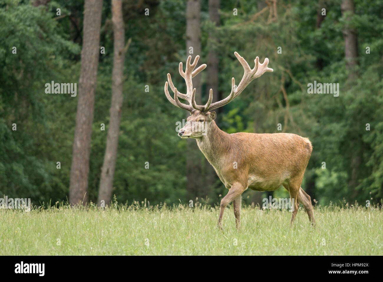 Un cerf en velours de profil marchant dans un pré. Cervus elaphus. A red deer during mating season Stock Photo