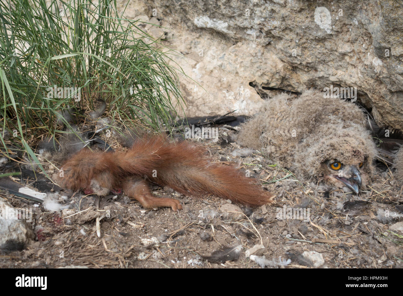 Angry birds drawing - Etsy België, image size:1300x956