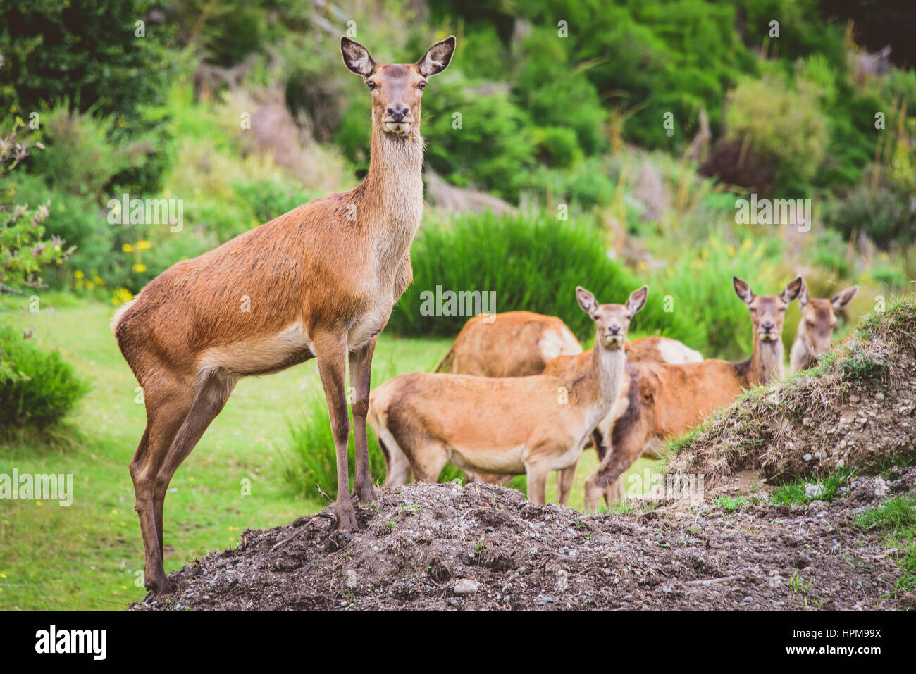 Deer farm new zealand hires stock photography and images Alamy