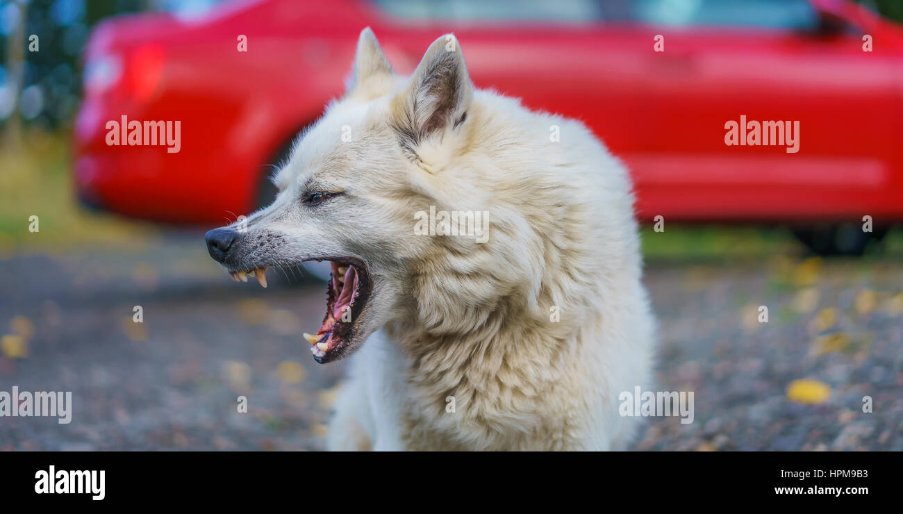 Icelandic Sheep Dog Mix Iceland Stock Photo Alamy
