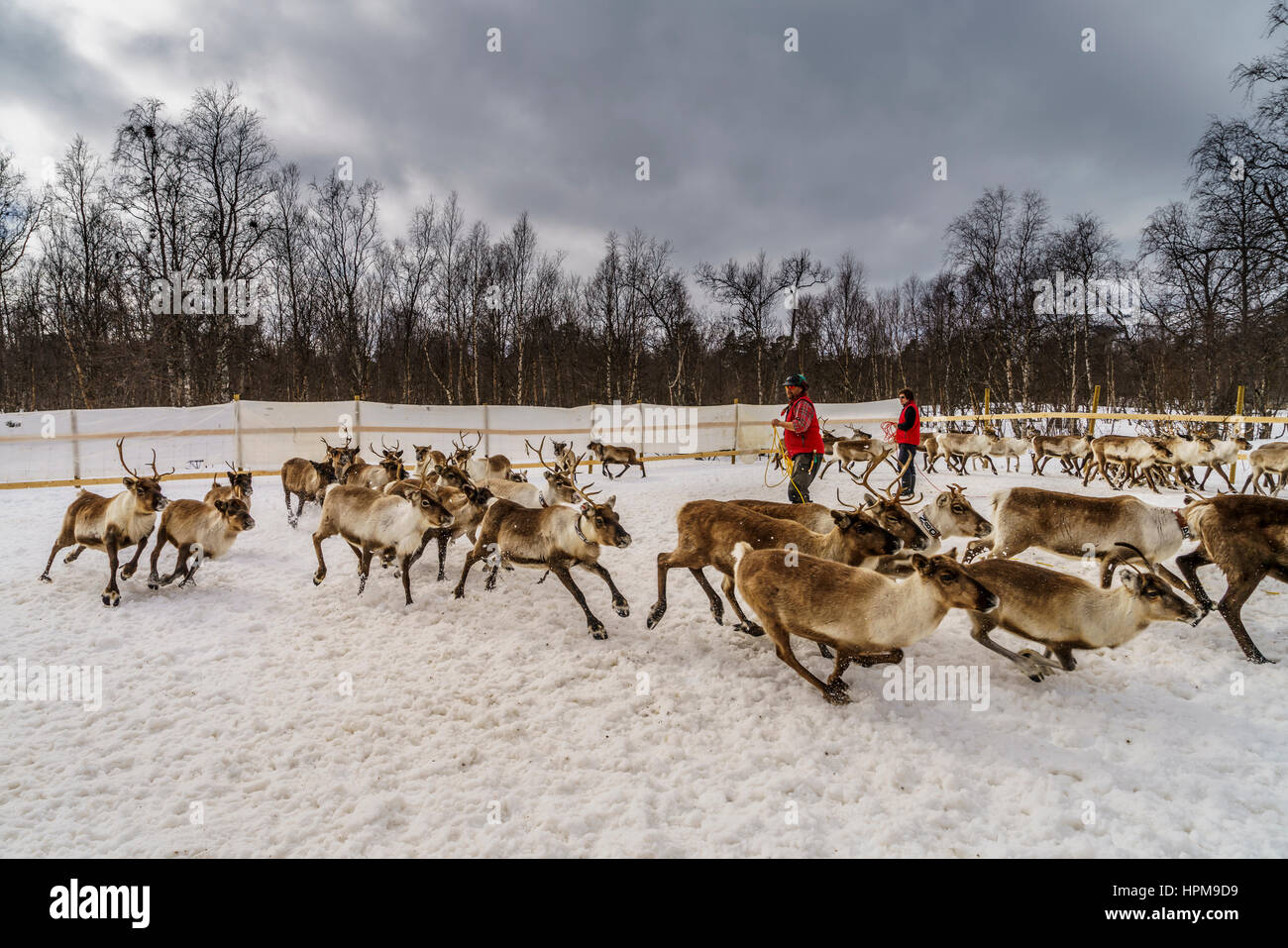 Reindeer Herding, The Laponian Area, a world heritage location, Northern Sweden Stock Photo