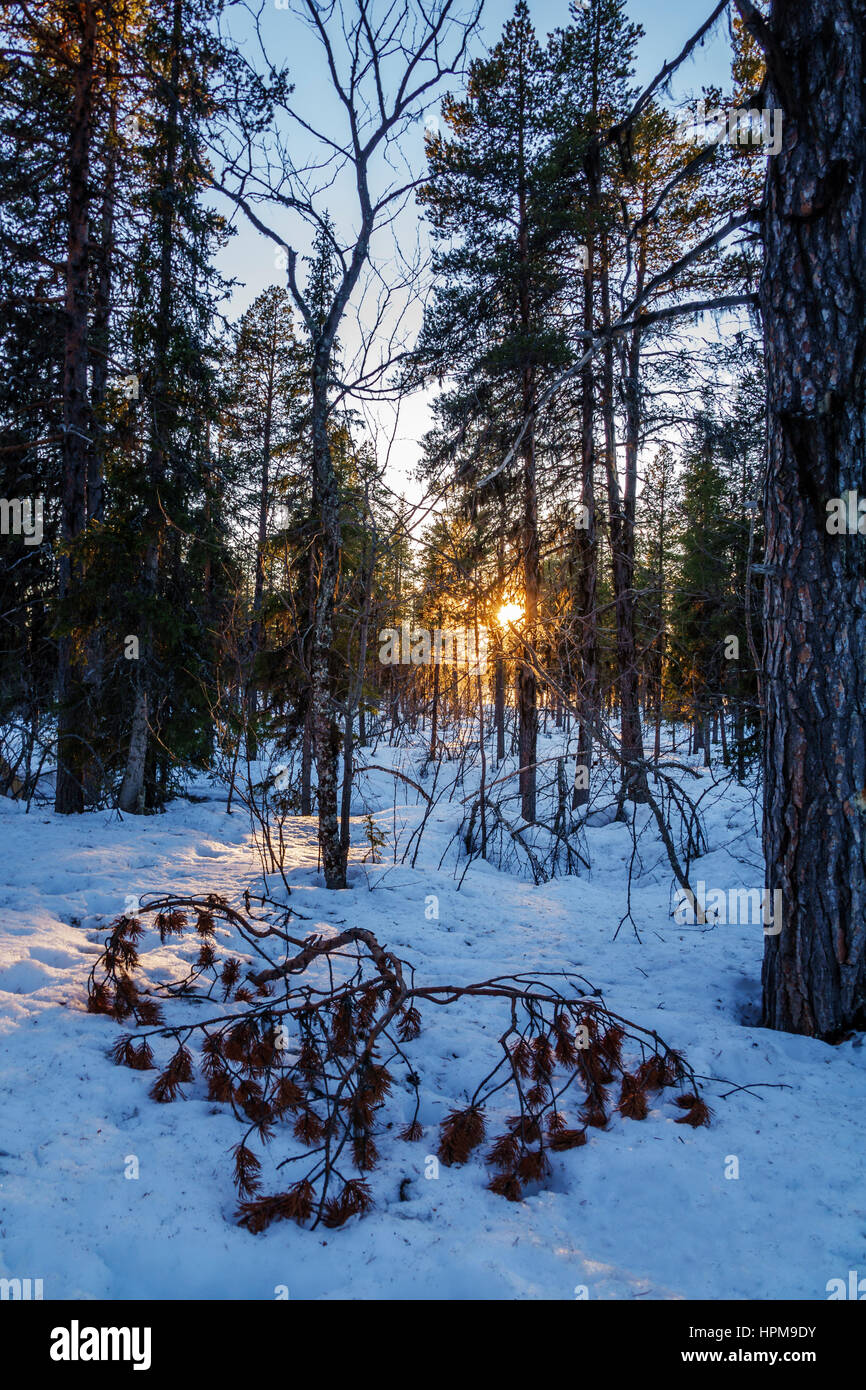 Winter landcape, Jukkasjarvi, Lapland, Sweden Stock Photo