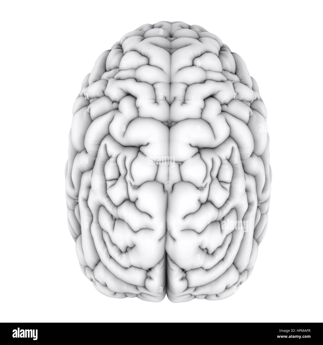 3d rendering white human brain isolated on white Stock Photo - Alamy