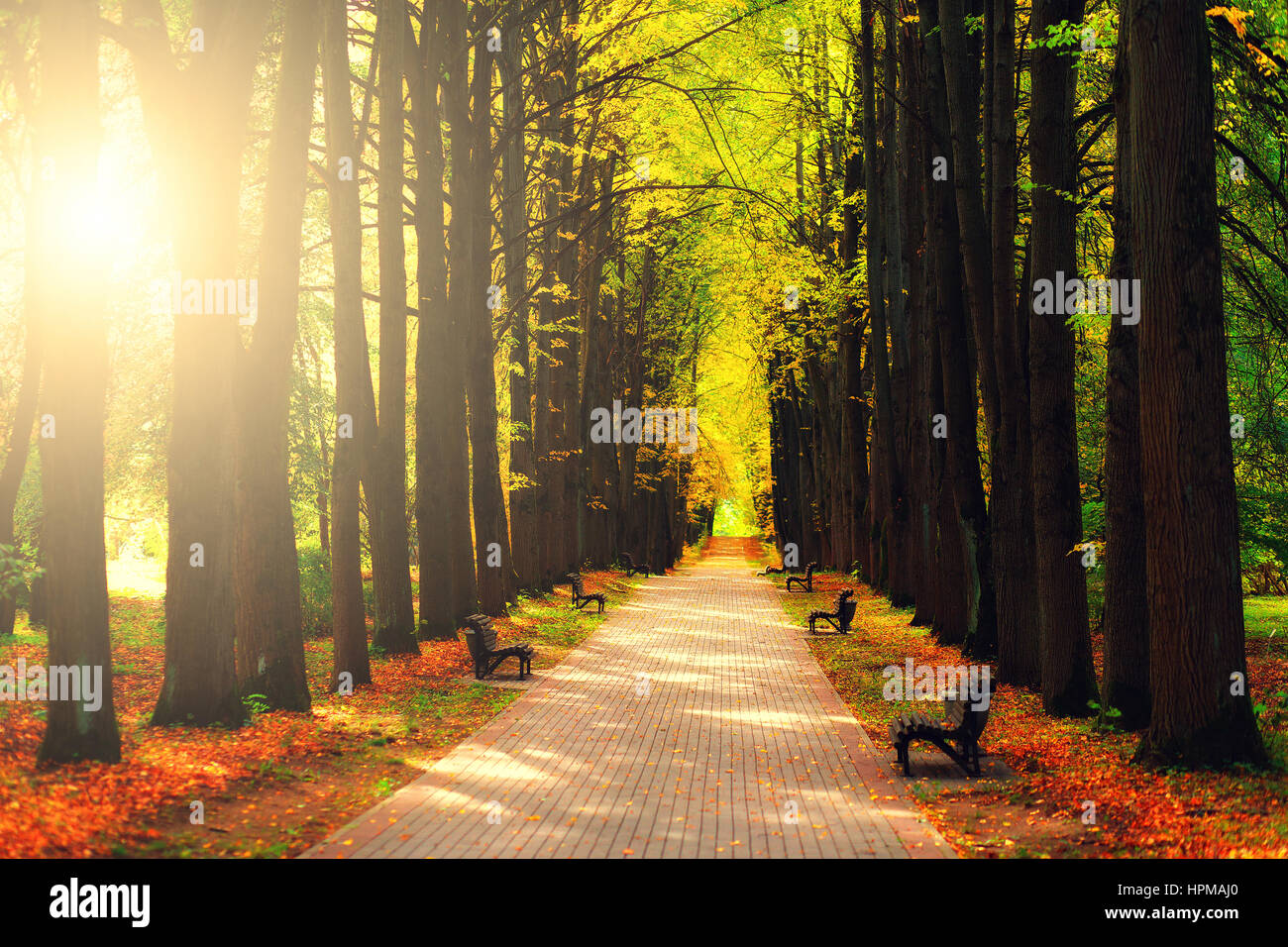 Autumn landscape in park sun hi-res stock photography and images - Alamy