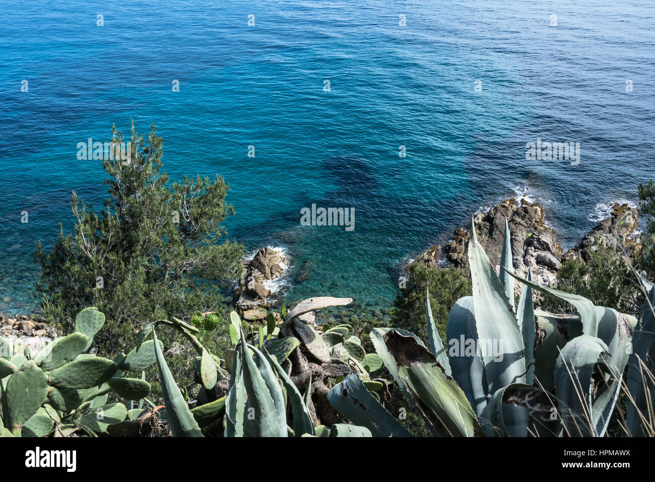 Succulent plants in Sanremo, Italy Stock Photo
