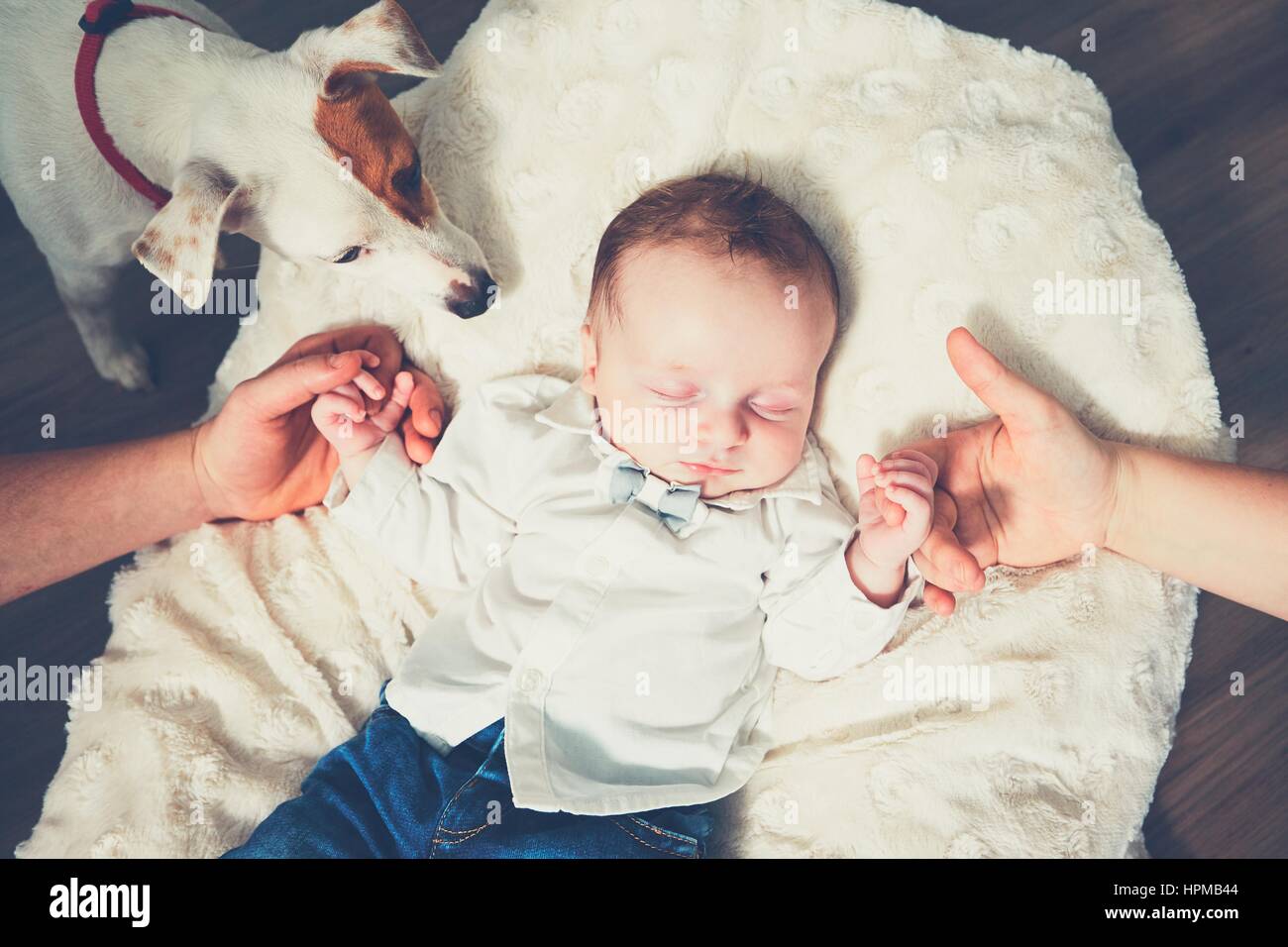 Touch of the family. Hands of parents and their baby in the bed. Dog watching the sleeping boy. Stock Photo