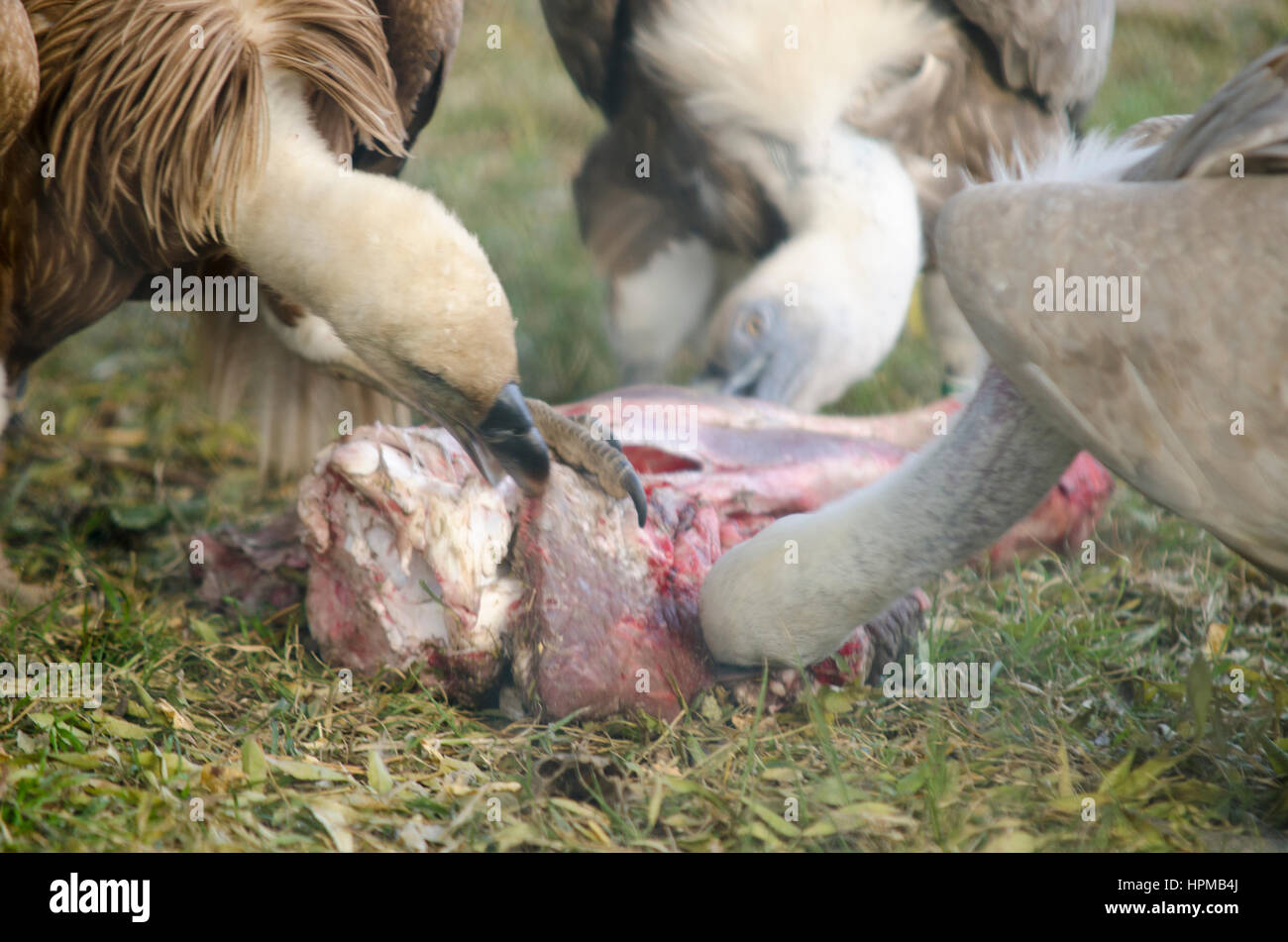 Vultures are feasting with meat Stock Photo