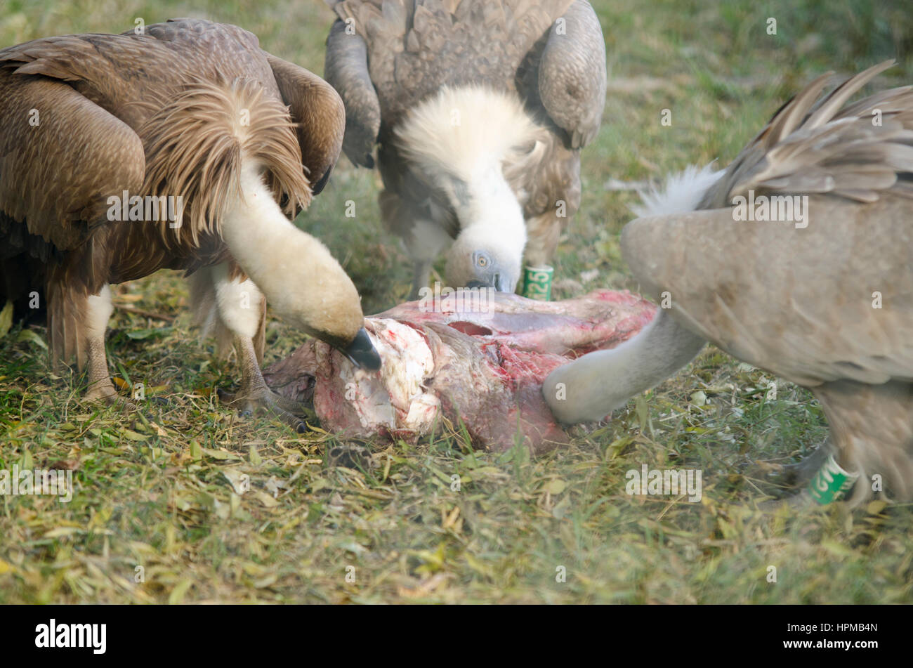 Vultures eating meat Stock Photo