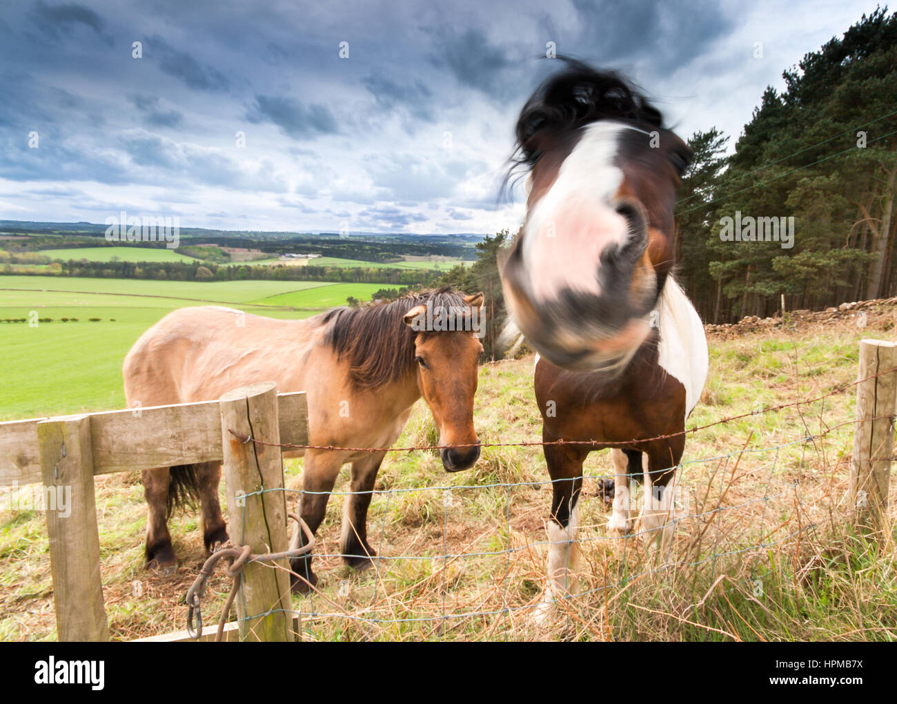 Horses In a field shaking fly's Stock Photo