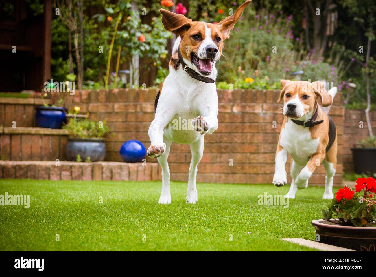 pair of Beagles having fun running around the garden Stock Photo