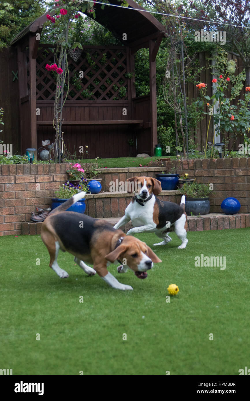 Beagles running about playing fetch Stock Photo