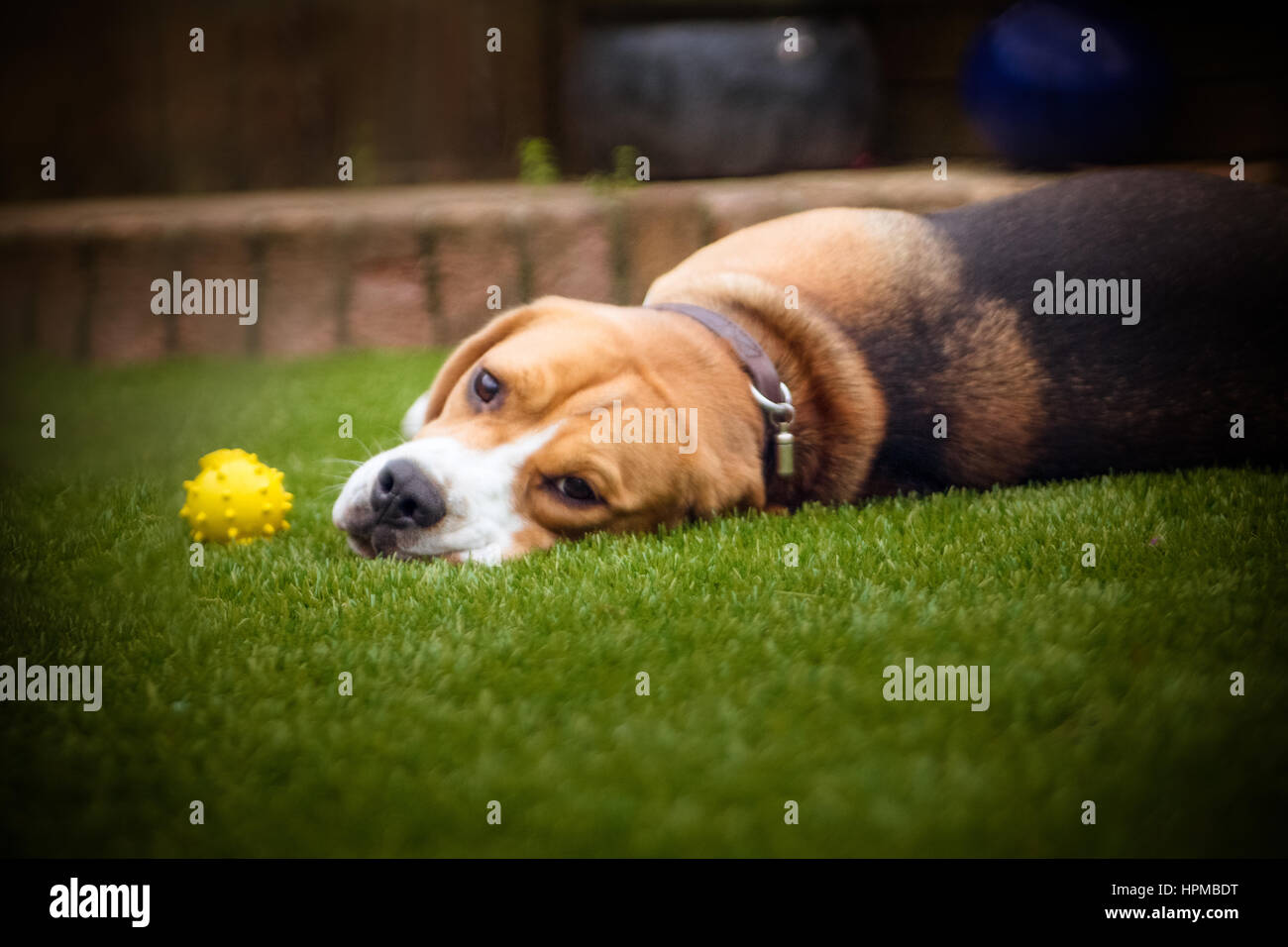 Beagle laying down having fun Stock Photo