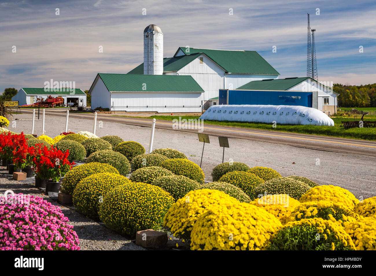 Flowers for sale at the Mt. Eaton Greenhouses , Ohio, USA Stock Photo