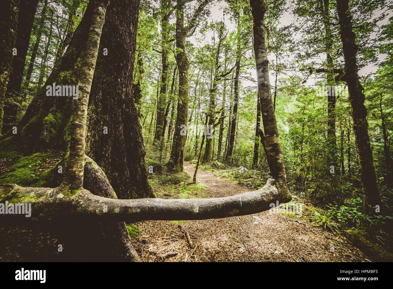 Strange bent elbow tree trunk along the Lake Daniell track in New ...