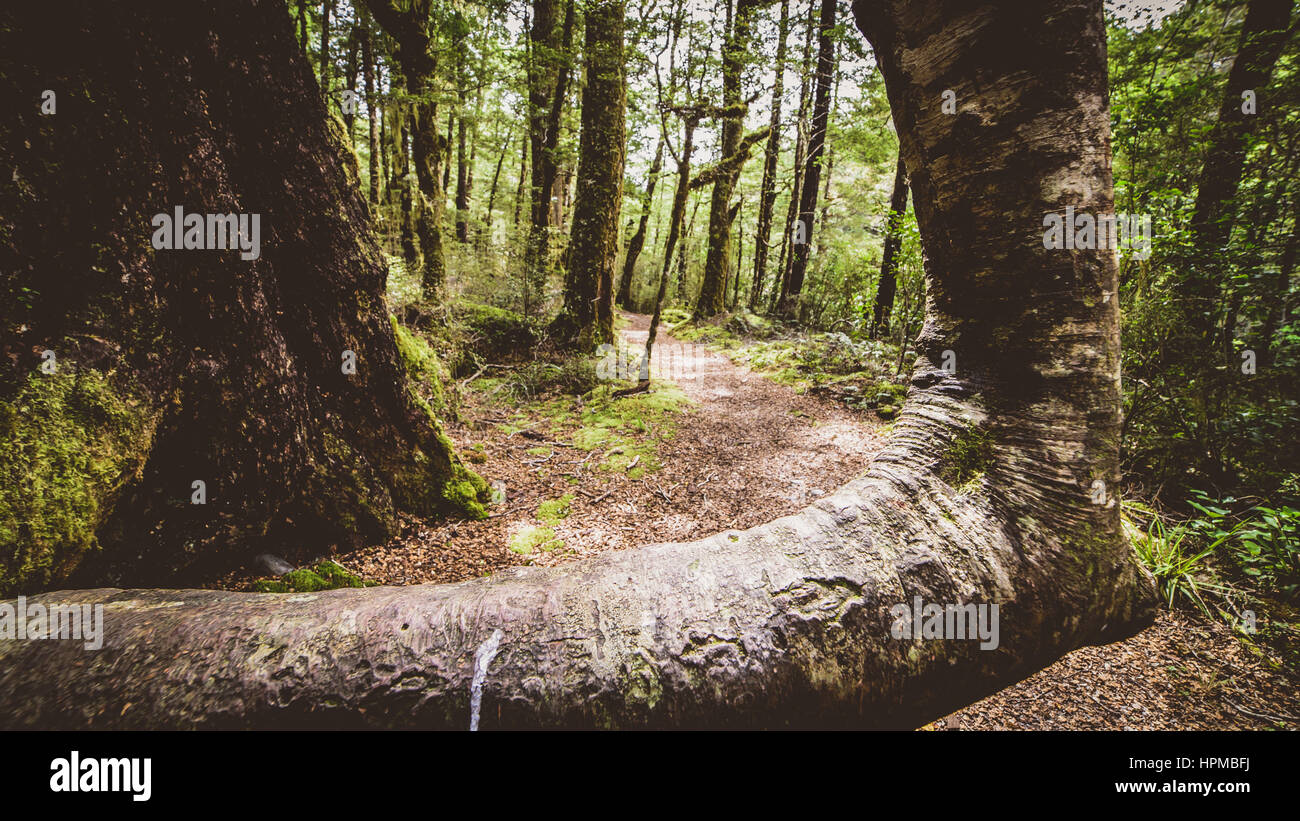 Strange bent elbow tree trunk along the Lake Daniell track in New ...