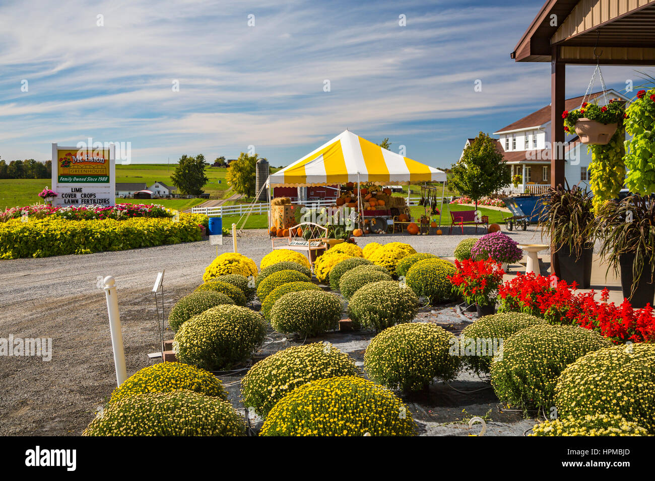 Flowers for sale at the Mt. Eaton Greenhouses , Ohio, USA Stock Photo