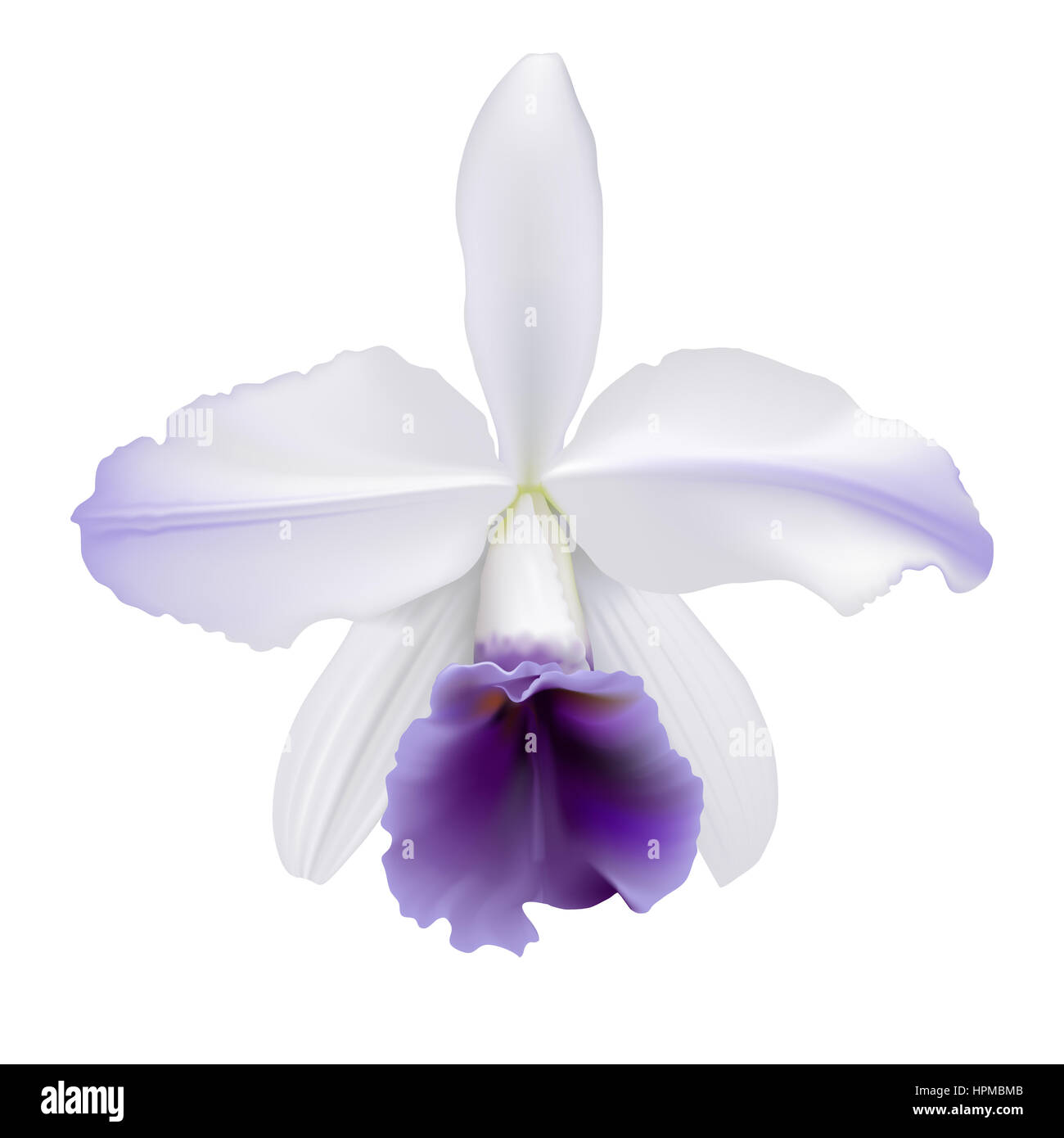 Orchid.  Digital illustration of a tropical orchid  Lc. Gaskell-pumila 'Azure Star', with white petals and purple lip, on white background. Stock Photo