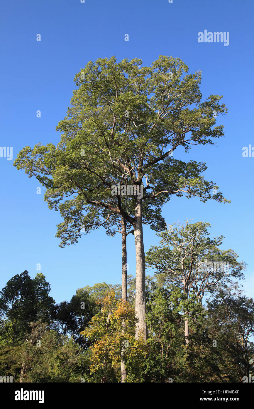 Cambodia, Angkor, giant trees, rainforest, tropical vegetation, Stock Photo