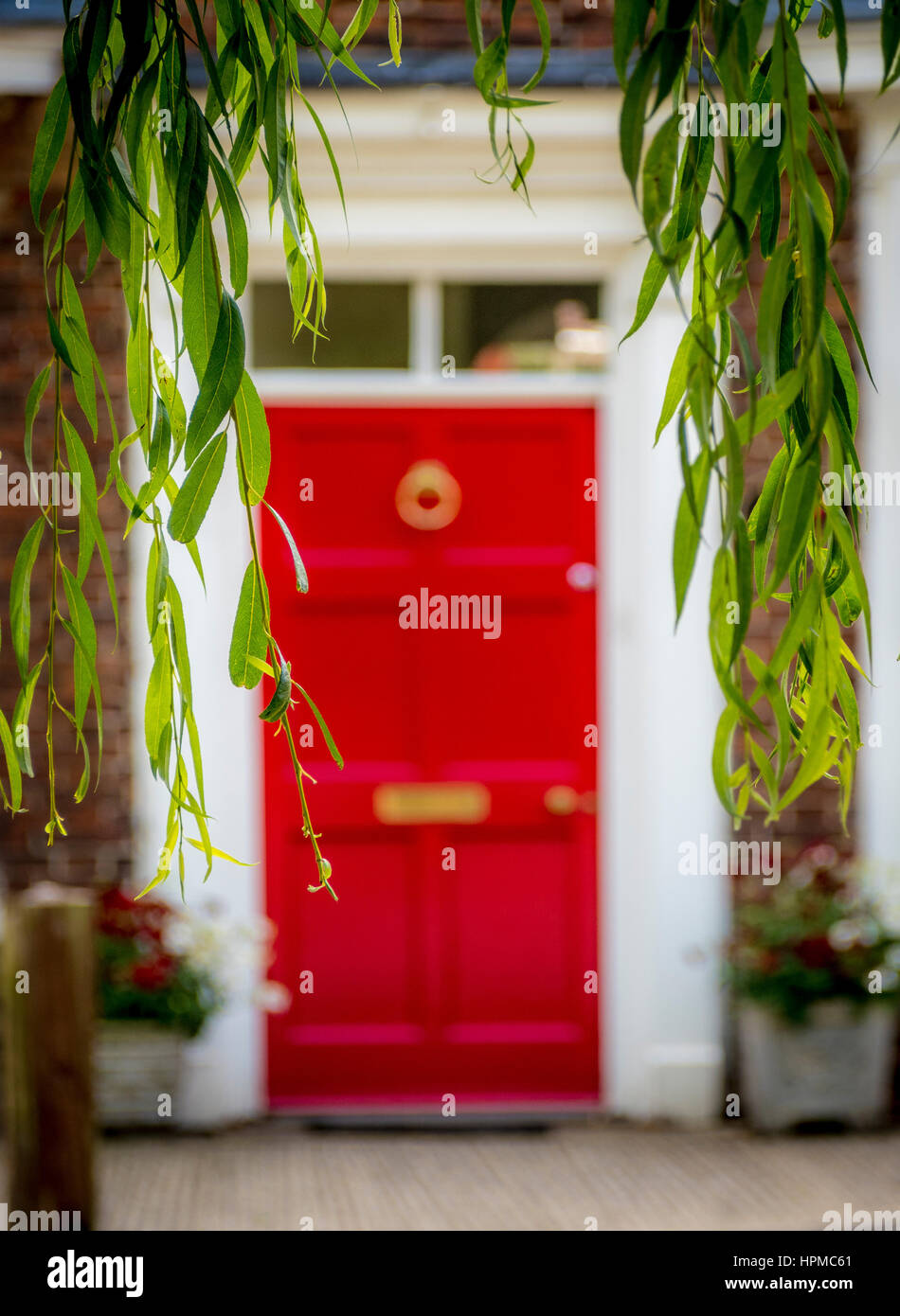 Red Front door on house seen through weeping willow branches in Easingwold, Yorkshire, UK. Stock Photo