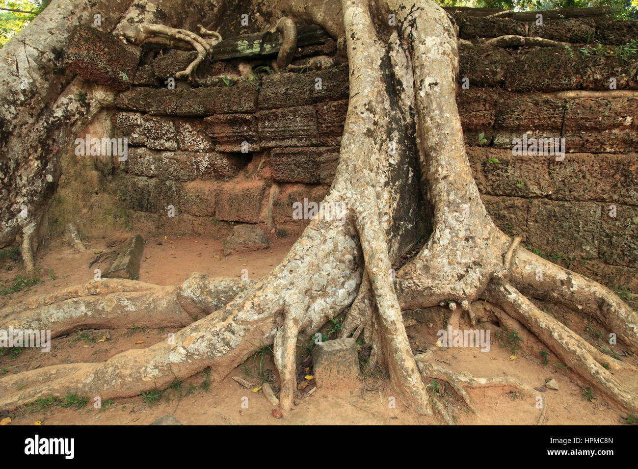 Regrowing Temples Growing Over Temple High Resolution Stock Photography and Images - Alamy