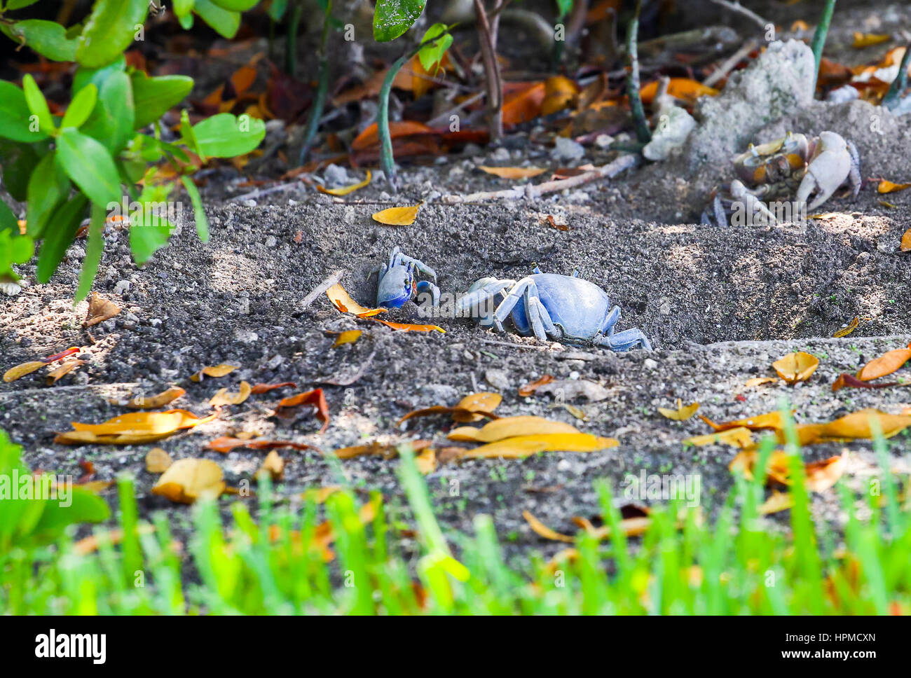 Blue land crabs digging in the soil and guarding their burrows in Key West, Florida, USA Stock Photo