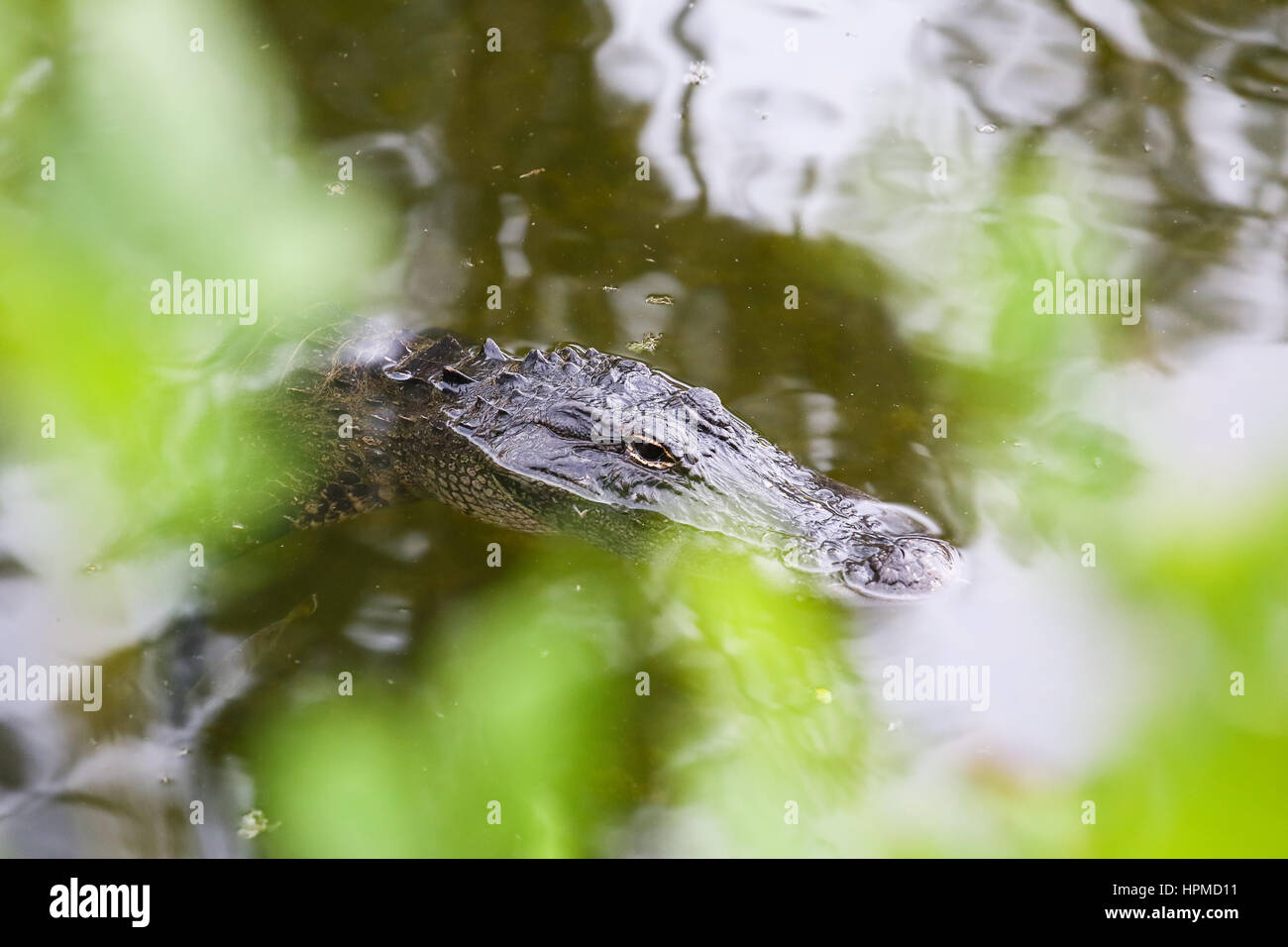 Ochopee, USA - MAY 11, 2015: American alligator swimming in the Everglades with the eyes and snout above water. The photo shows the head of the animal Stock Photo