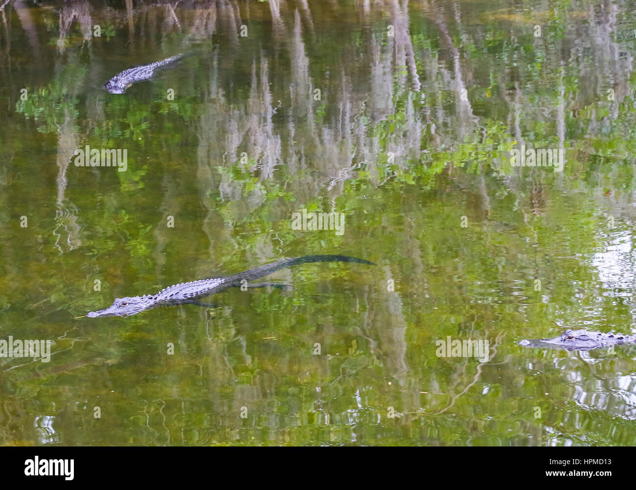 Ochopee, USA - MAY 11, 2015: Three American alligators swimming in the Everglades. They are swimming with their armour, eyes and nostrils above water  Stock Photo