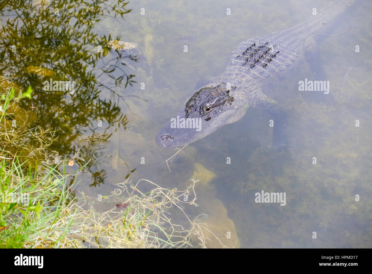 Ochopee, USA - MAY 11, 2015: American alligator lurking on the riverbanks. The animal is close under the water surface, the eyes are above water. Stock Photo