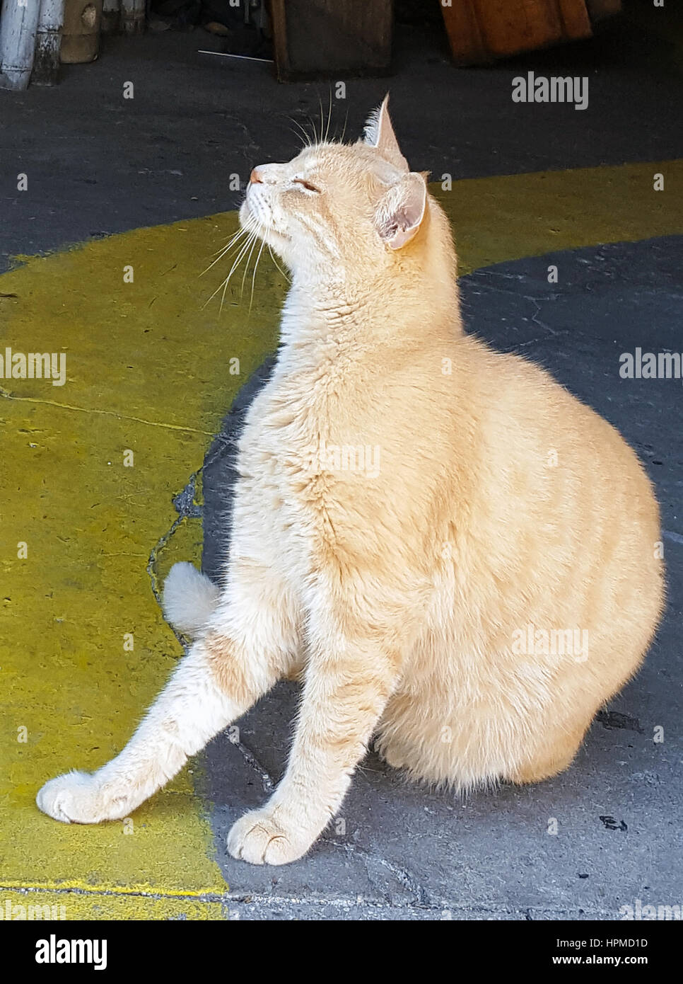 tabby cat in street ally Stock Photo - Alamy