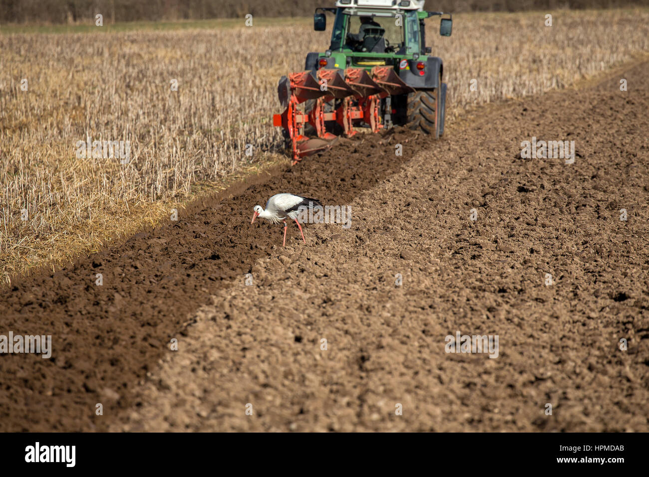 A farmer plows a field with a tractor, this is an opportunity for the storks to find food. Basel, Switzerland. Stock Photo