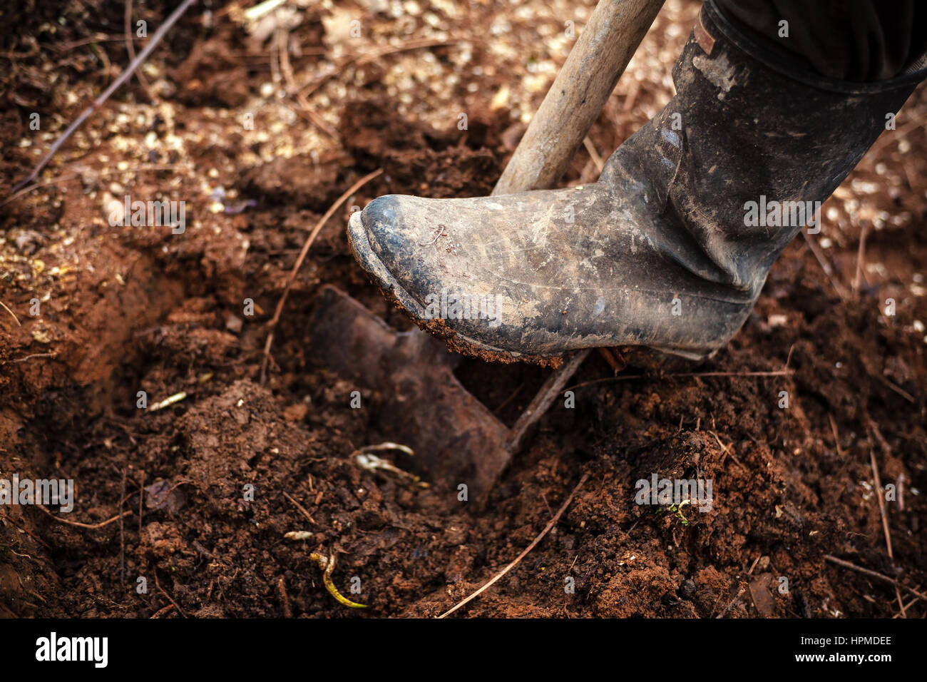Leg in gumboot on shovel digging the soil. Stock Photo
