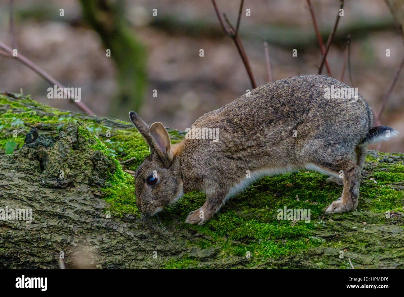 Rabbit at hyde park London Stock Photo - Alamy