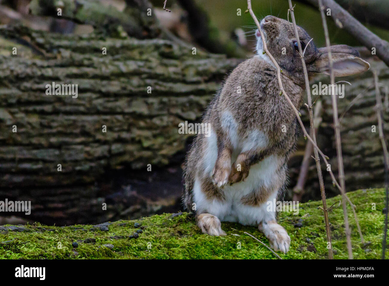 Rabbit at hyde park London Stock Photo - Alamy