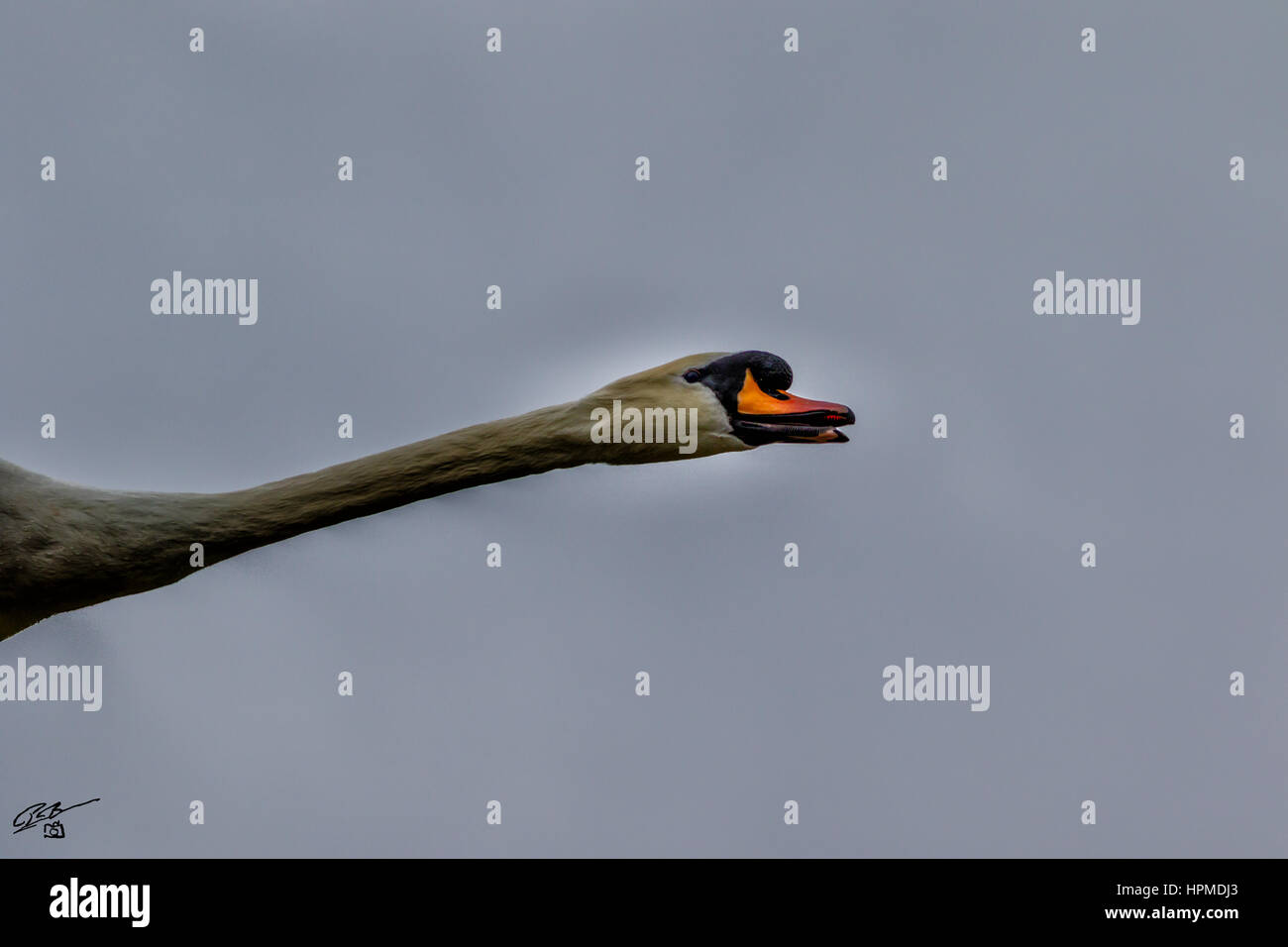 Swan at Hyde Park london Stock Photo