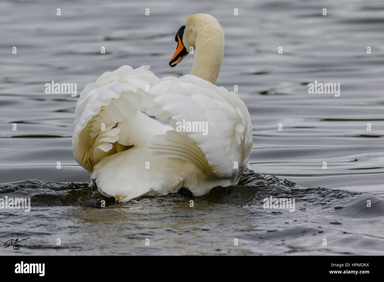 Swan at Hyde Park london Stock Photo