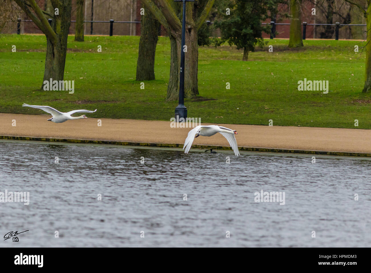 Swan at Hyde Park London Stock Photo