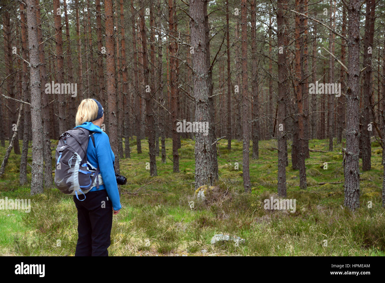 Lone Woman Hiker in Inshriach Forest on the East Highland Way near Kincraig Speyside in the Scottish Highlands, Scotland, UK. Stock Photo