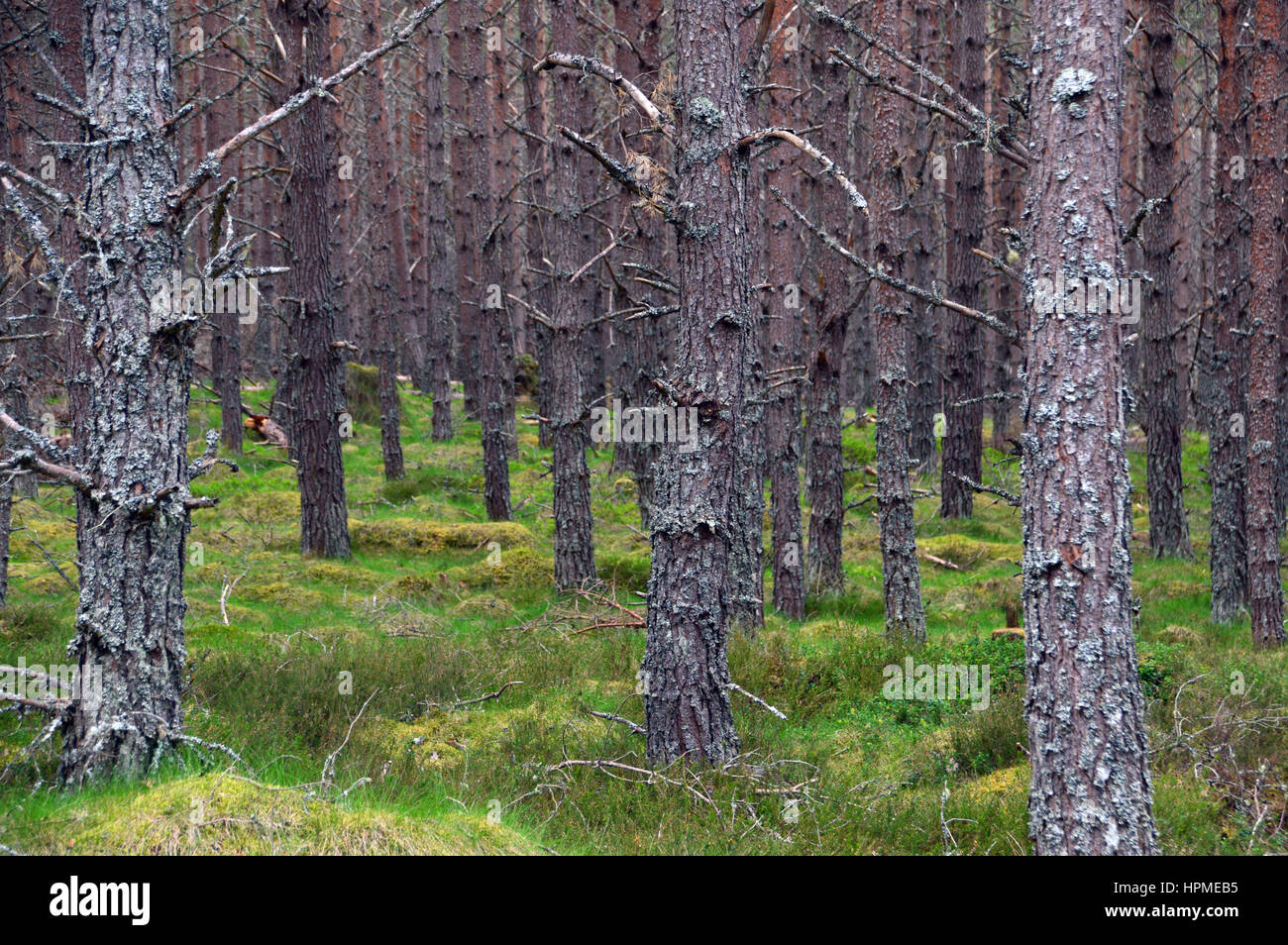 Inshriach Forest on the East Highland Way near Kincraig Speyside in the Scottish Highlands, Scotland, UK. Stock Photo