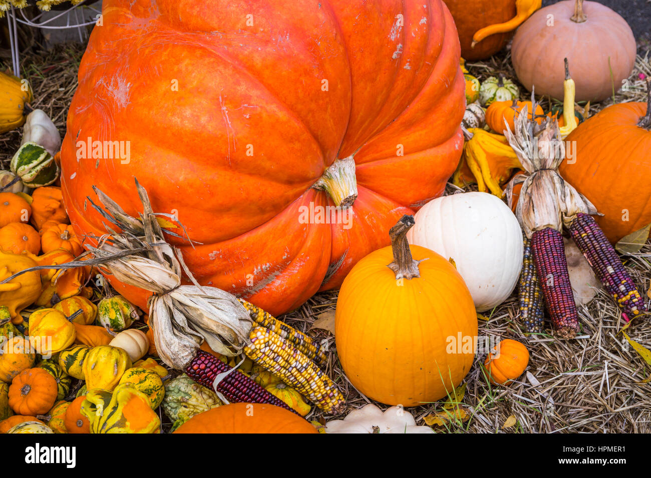 Closeup of fall display of pumpkins, gourds and flowers at Hershberger's Farm in Millersburg, Ohio, USA. Stock Photo