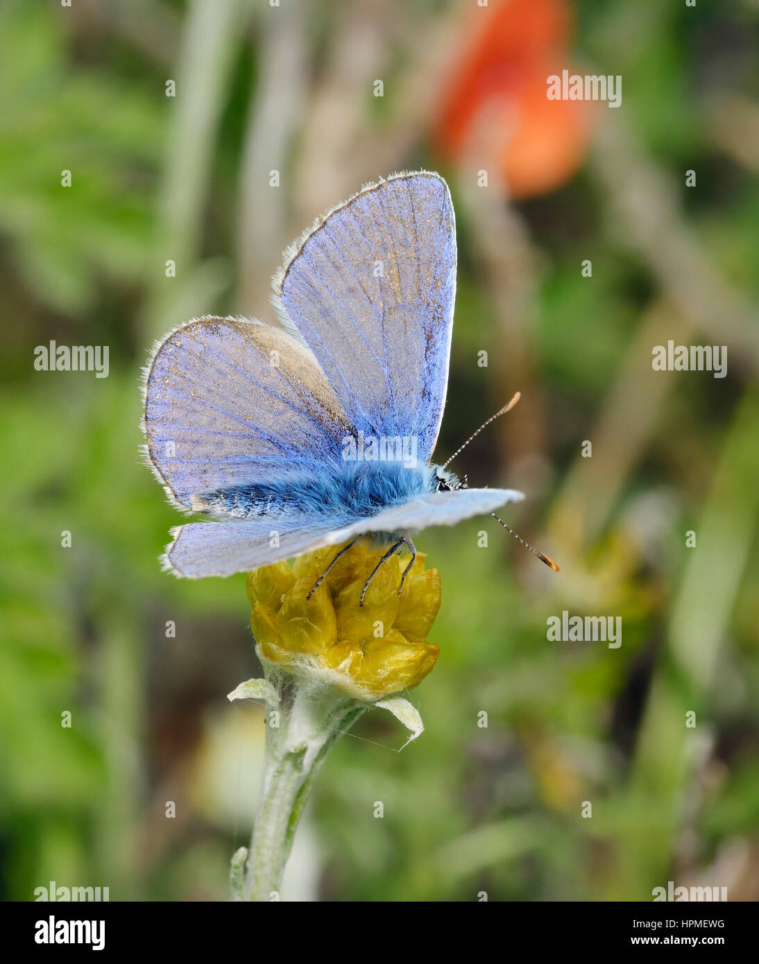 Common Blue Butterfly - Polyommatus icarus Male on Helichrysum stoechas barrelieri Stock Photo